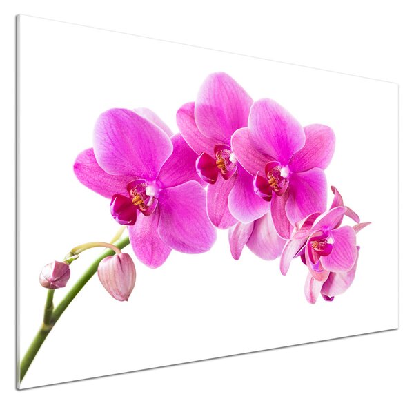 Panel do kuchyně Růžová orchidej pksh-67673367