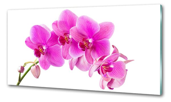 Panel do kuchyně Růžová orchidej pksh-67673367