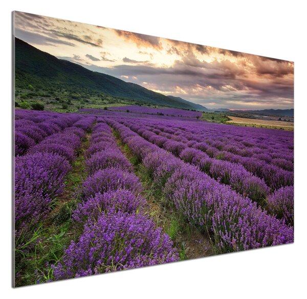 Dekorační panel sklo Pole levandule pksh-67657523