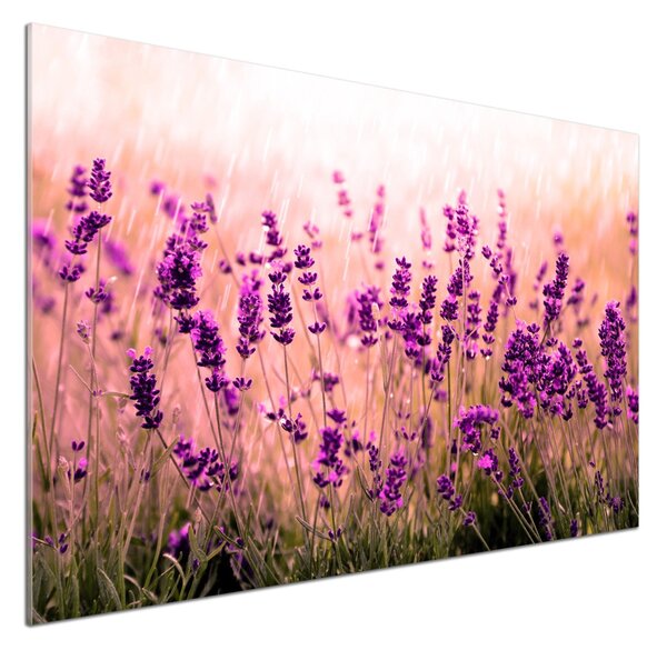 Skleněný panel do kuchyně Levandule pksh-67946318