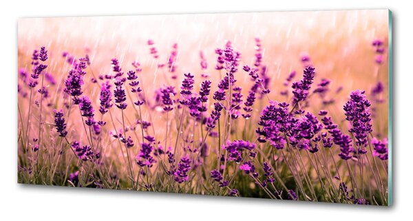 Skleněný panel do kuchyně Levandule pksh-67946318