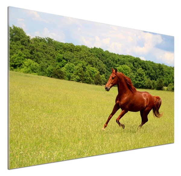Dekorační panel sklo Kůň na louce pksh-68119926