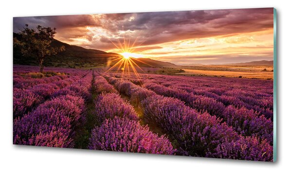 Dekorační panel sklo Pole levandule pksh-68209726