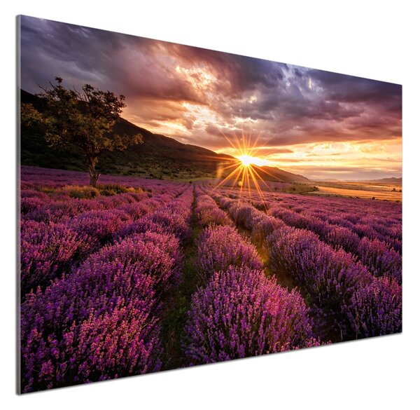 Dekorační panel sklo Pole levandule pksh-68209726