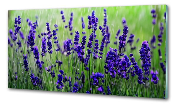 Skleněný panel do kuchyně Levandule pksh-68986983