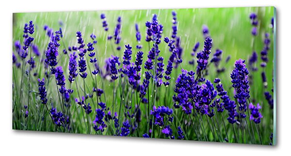 Skleněný panel do kuchyně Levandule pksh-68986983