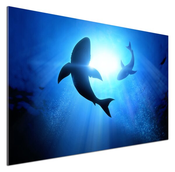 Dekorační panel sklo Dva žraloci pksh-69178156