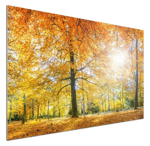 Dekorační panel sklo Podzimní les pksh-70578437