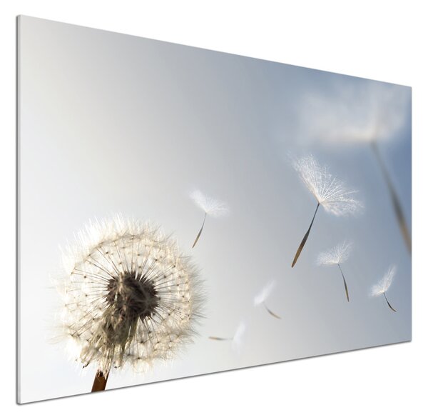 Dekorační panel sklo Pampeliška pksh-7095311