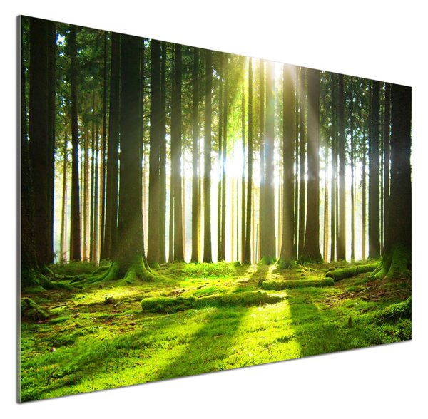 Dekorační panel sklo Les slunce pksh-72227147