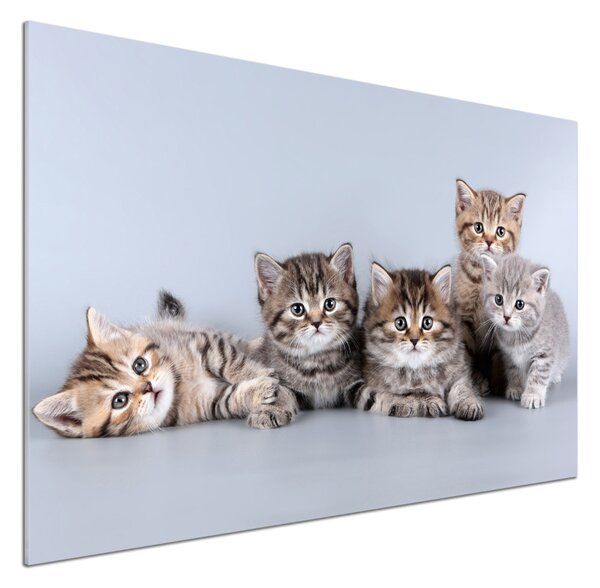 Dekorační panel sklo Pět koček pksh-75950374