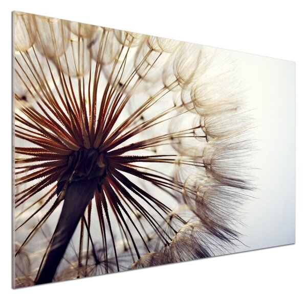 Dekorační panel sklo Pampeliška pksh-78624800