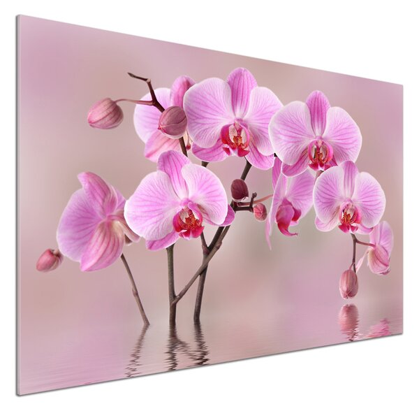 Panel do kuchyně Růžová orchidej pksh-79883275