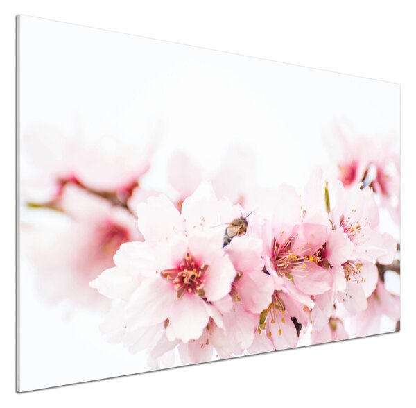 Dekorační panel sklo Květy višně pksh-79943111