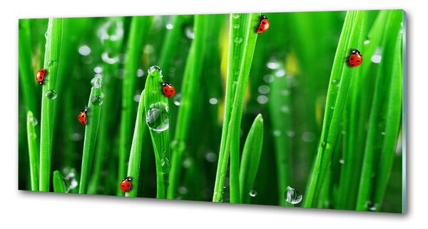 Panel lacobel Berušky na trávě pksh-80827021