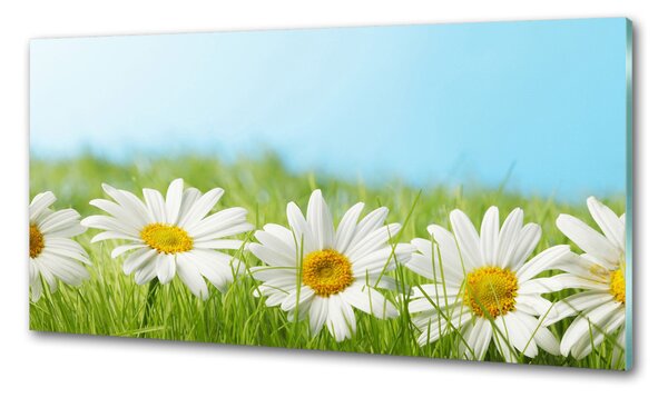 Skleněný panel do kuchynské linky Sedmikrásky pksh-81022704