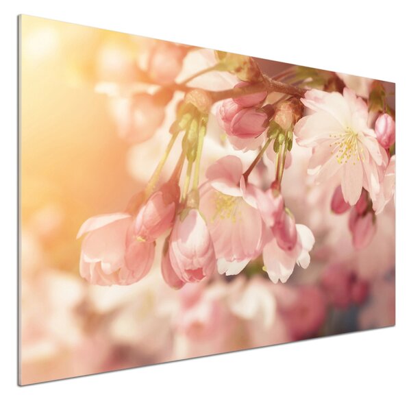 Dekorační panel sklo Květy višně pksh-81037561