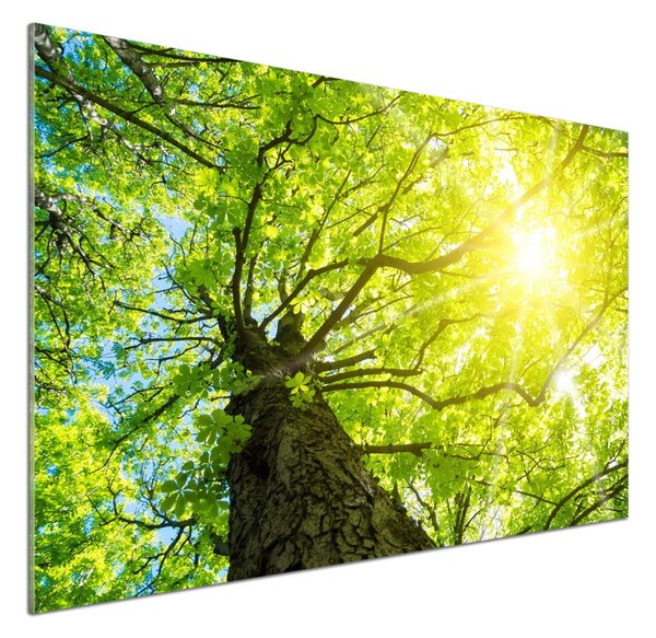 Panel do kuchyně Kaštan jaro pksh-81707867