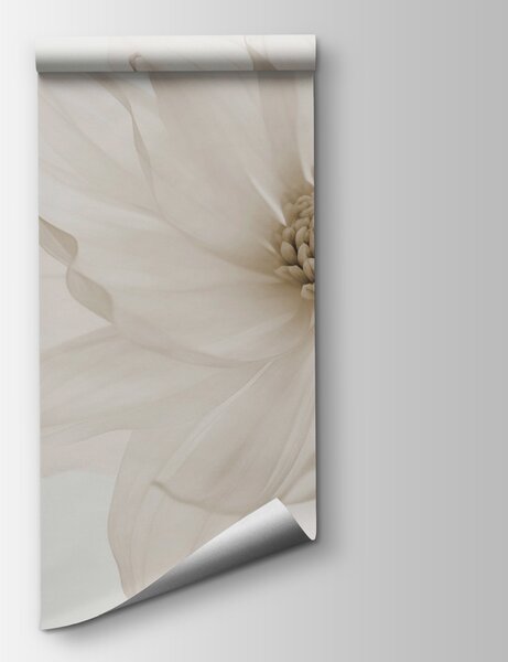 Fototapeta Jemné okvětní lístky čisté elegance, Přírodní fototapety, Populární fototapety, w02077v1 - Tapeko.co.cz