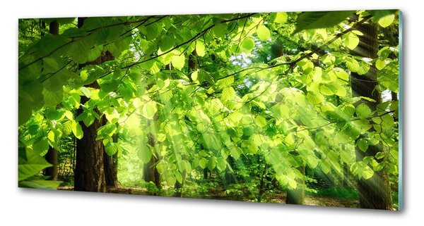 Dekorační panel sklo Listí buku pksh-82554277