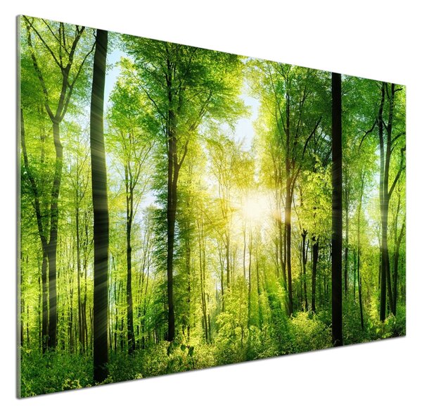 Dekorační panel sklo Les slunce pksh-82972458