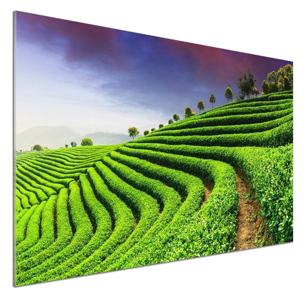 Panel do kuchyně Čajová plantáž pksh-83004057