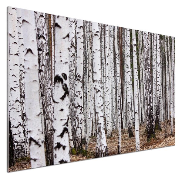 Skleněný panel do kuchyně Bříza pksh-83058512