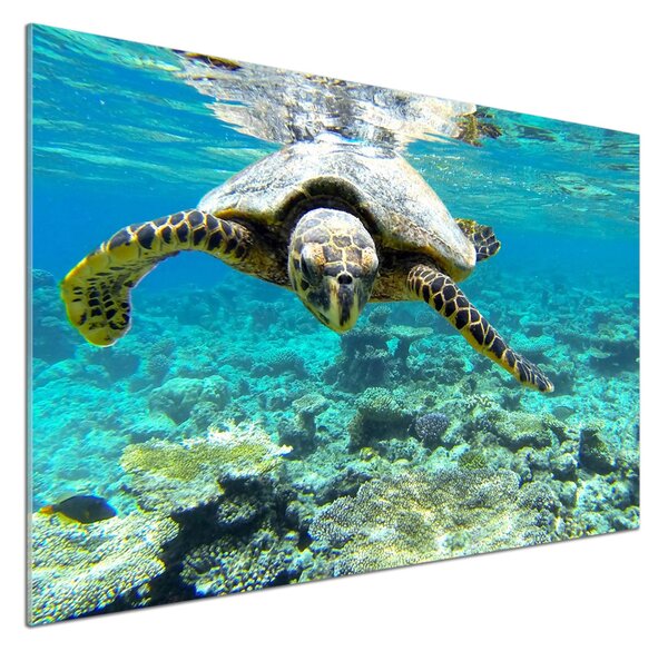 Dekorační panel sklo Mořská želva pksh-83762438