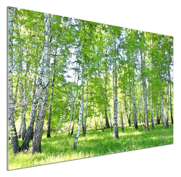 Skleněný panel do kuchyně Břízy pksh-84161268