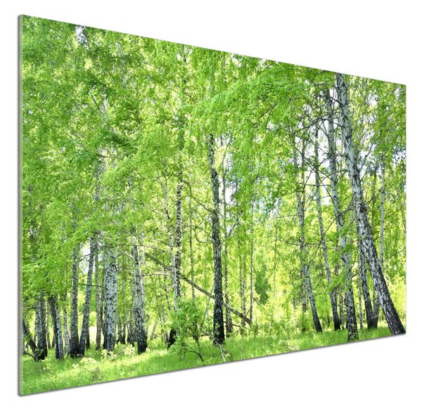 Dekorační panel sklo Břízový les pksh-84161730