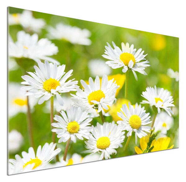 Skleněný panel do kuchynské linky Sedmikrásky pksh-84309586