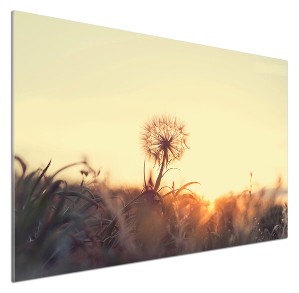 Dekorační panel sklo Pampeliška pksh-85195523