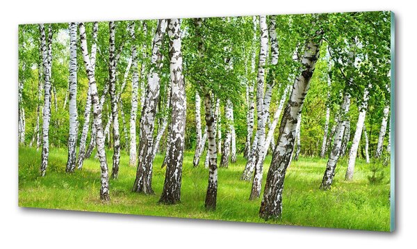 Dekorační panel sklo Břízový les pksh-85613602