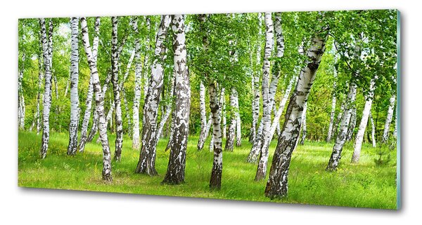 Dekorační panel sklo Břízový les pksh-85613602