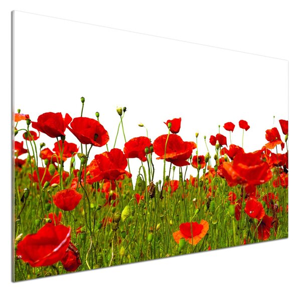 Dekorační panel sklo Polní mák pksh-86187461