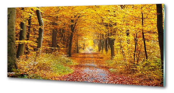 Dekorační panel sklo Podzimní les pksh-86844242