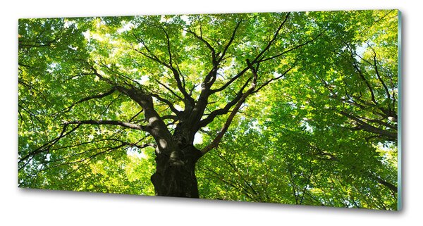 Dekorační panel sklo Zelený les pksh-86959394