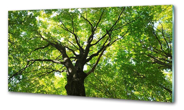 Dekorační panel sklo Zelený les pksh-86959394