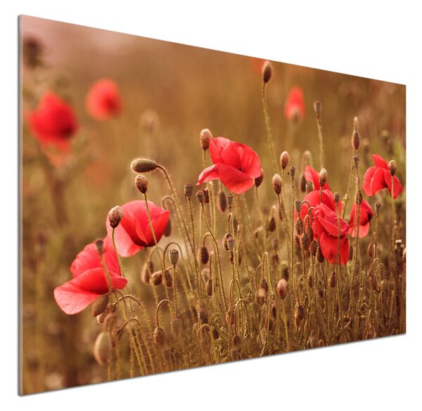 Dekorační panel sklo Máky triptych pksh-87059818