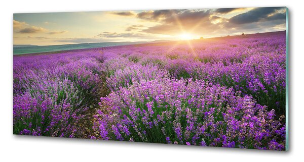 Dekorační panel sklo Pole levandule pksh-88269062
