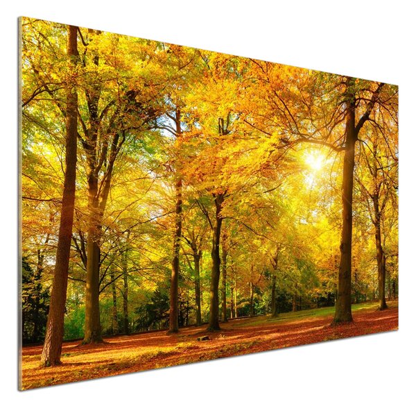 Dekorační panel sklo Podzimní les pksh-89529230
