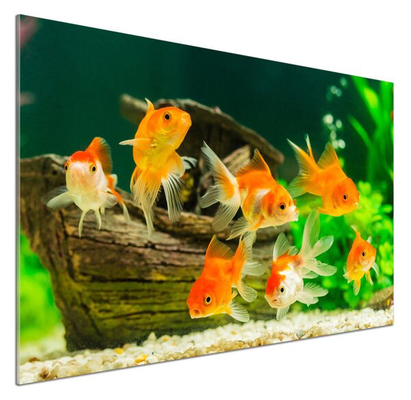 Dekorační panel sklo Zlaté rybky pksh-89540196