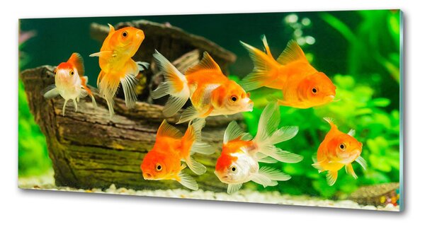 Dekorační panel sklo Zlaté rybky pksh-89540196