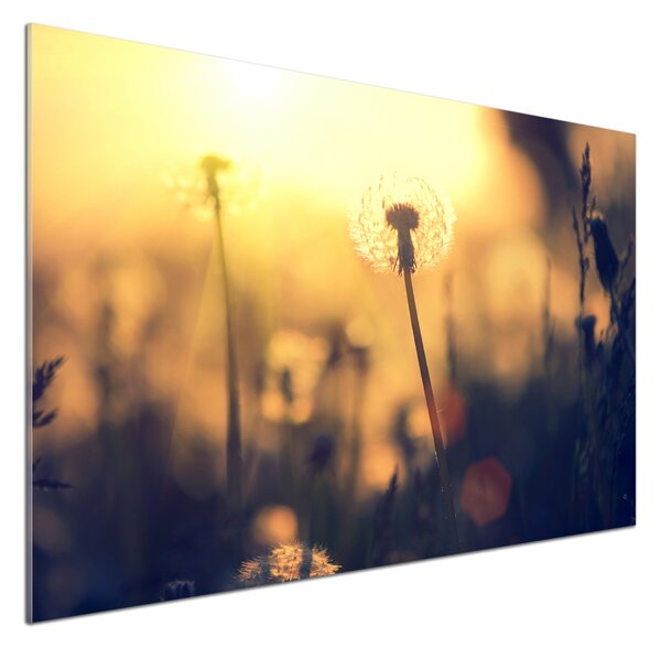 Dekorační panel sklo Pampeliška pksh-89791737