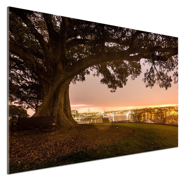 Dekorační panel sklo Starý strom pksh-90219521