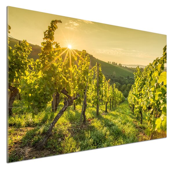 Skleněný panel do kuchyně Vinice pksh-90317015