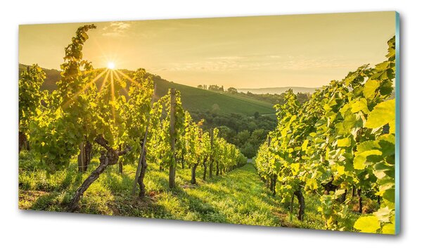 Skleněný panel do kuchyně Vinice pksh-90317015