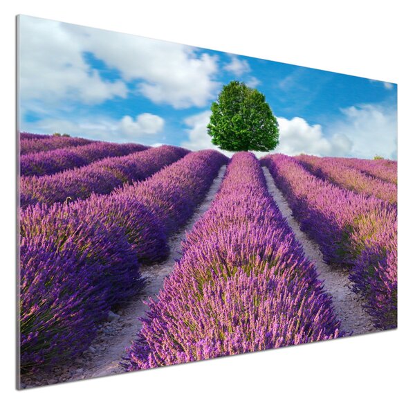 Dekorační panel sklo Pole levandule pksh-90850867