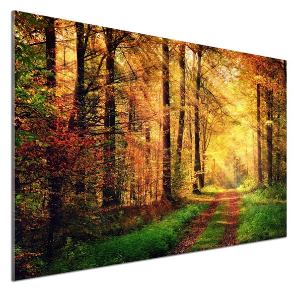 Dekorační panel sklo Podzimní les pksh-91078750