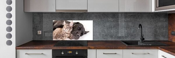Dekorační panel sklo Pes s kočkou pksh-91792125